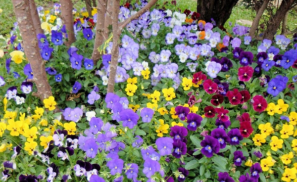Jardinagem: saiba qual a melhor época para plantar suas flores preferidas |